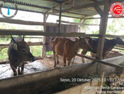 Dua Ekor Sapi Bantuan BUMDes di Rejang Lebong Mati, Diduga Tanpa Karantina