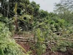 Listrik Mati di Jalur Tanjakan Gajah Tanjung Dalam Ulok Kupai Bengkulu Utara akibat Tertimpa Pohon