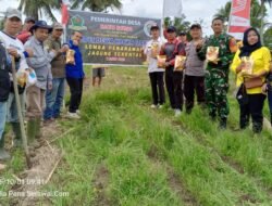 Pemdes Batu Dewa bersama BUMDes Laksanakan Penanaman Jagung Serentak