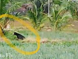 Beruang Masuk Permukiman Warga, Warga Desa Babakan Baru Rejang Lebong Resah