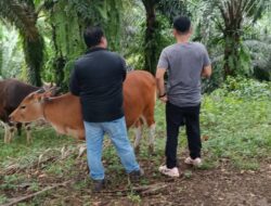 Dugaan Rekayasa Sapi Ketahanan Pangan Desa Tanjung Sari: Jumlah, Jenis, hingga Asal-Usul Tidak Sinkron Saat Cek Fisik Tipidkor