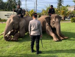 Sinergi Polri dan BKSDA : Gajah Dikerahkan Bersihkan Material Banjir di Pidie Jaya