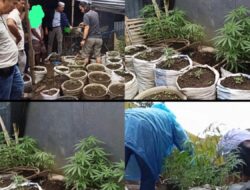 Residivis Ganja Kembali Berulah, Ratusan Batang Ditemukan di Rumah Warga Curup Utara
