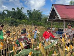 Panen Raya Jagung Hibrida F1 Bhayangkara di Sindang Dataran, Perkuat Program Ketahanan Pangan SADESAHE