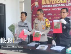 Kebun Ganja di Tengah Kota Terbongkar, Polisi Sikat Pelaku di Curup Utara