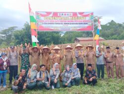 Panen Raya Jagung Sumberejo Transad, Sinergi Polri–Masyarakat Antarkan Juara SADESAHE dan Perkuat Ketahanan Pangan Bengkulu