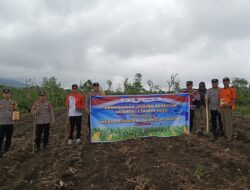Kapolsek Sindang Dataran Pimpin Penanaman Jagung 4 Hektar, Dukung Program Swasembada Pangan
