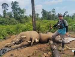 Kapolda Bengkulu Perintahkan Jajarannya Selidiki Penyebab Kematian Dua Gajah