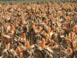 Polri Bersama Petani Jagung Tuban Bersiap Sambut Kehadiran Presiden RI pada Panen Raya