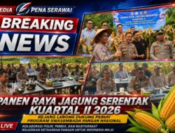 Panen Raya Jagung Serentak Kuartal II 2026, Rejang Lebong Dukung Penuh Program Swasembada Pangan Nasional