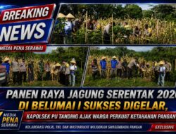 Panen Raya Jagung Serentak 2026 di Belumai I Sukses Digelar, Kapolsek PU Tanding Ajak Warga Perkuat Ketahanan Pangan