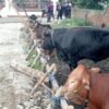 Semangat Gotong Royong Idul Adha, Masjid Baitul Iman Sembelih 14 Hewan Kurban
