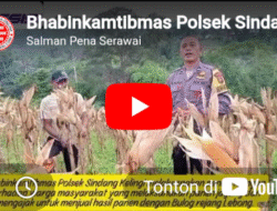 Bhabinkamtibmas Polsek Sindang Kelingi Dampingi Panen Jagung Warga, Ajak Petani Jual Hasil Panen ke Bulog