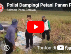 Polisi Dampingi Petani Panen Padi di Belumai II, Dorong Ketahanan Pangan dan Swasembada Nasional