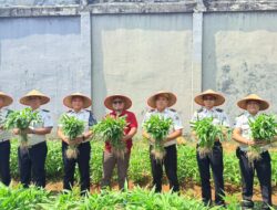 Gandeng AMJ Bengkulu, Lapas Arga Makmur Perkenalkan Program Pembinaan Produktif Lewat Panen Kangkung
