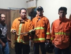 Geger! Ular Kobra Masuk Rumah Warga di Sumber Bening, Damkar Rejang Lebong Turun Tangan