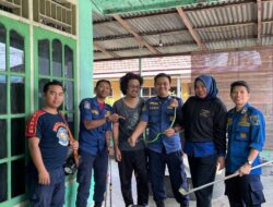 Damkar Rejang Lebong Bergerak Cepat! 6 Personel Turun Evakuasi Ular di Rumah Warga Desa Teladan
